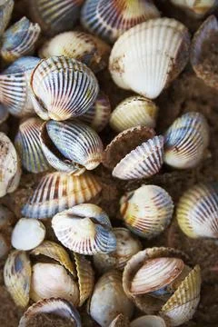 Seashells Stock Photos