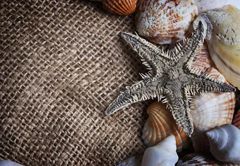 Seashells Stock Photos