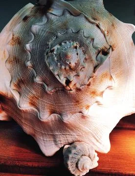 Seashells Stock Photos