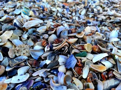 Seashells 스톡 사진