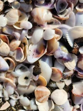 Seashells Stock Photos