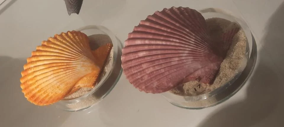 Seashells Stock Photos