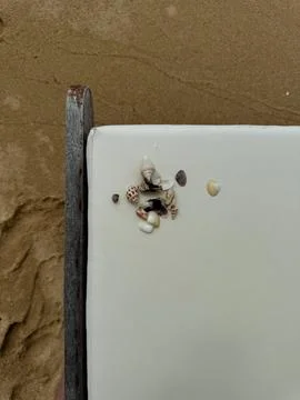 Seashells Stock Photos