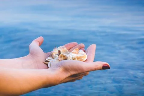 Seashells Stock Photos