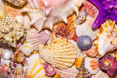 Seashells Stock Photos