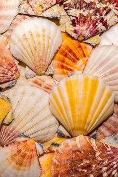 Seashells Stock Photos