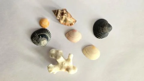 Seashells Stock Photos