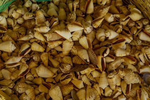 Seashells. Stock Photos