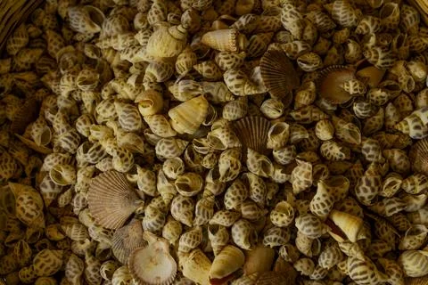 Seashells. Stock Photos