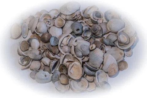 Seashells in a pile Foto stock