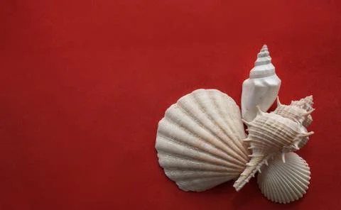 Seashells on red. Stock Photos