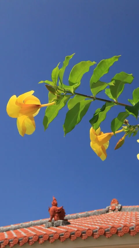 Seashells, Red Tiled Roofs, and Swaying Flowers Video stock 324916441