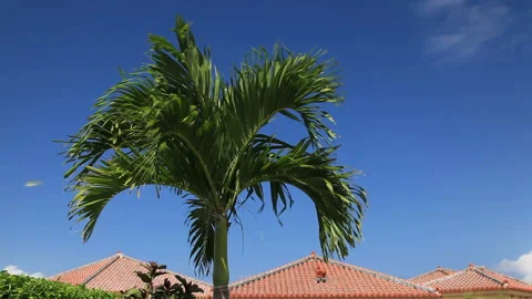 Seashells, Red Tiled Roofs, and Palm Trees Vídeo Stock 324916518