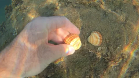 Seashells resting on the sandy ocean floor under clear water, sunlight creating Stock Footage 343416854