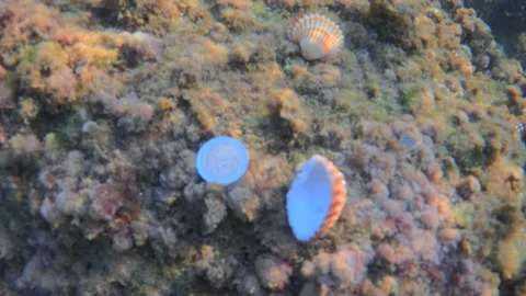 Seashells resting on an underwater rocky seabed covered in algae, showcasing Stock Footage 343437744