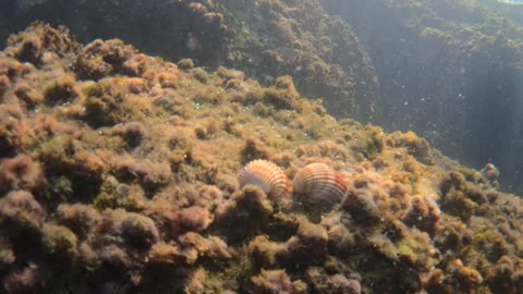 Seashells resting on the vibrant underwater coral reef, surrounded by marine Stock Footage 343420558