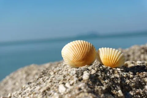 Seashells on rock Stock Photos