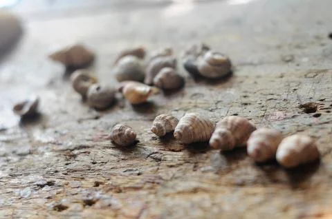 Seashells on Rustic Wood Surface in Soft Natural Light Stock Photos
