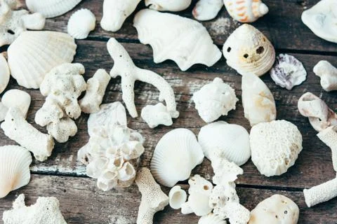 Seashells on the rustic wooden background. Summer wallpaper. 스톡 사진