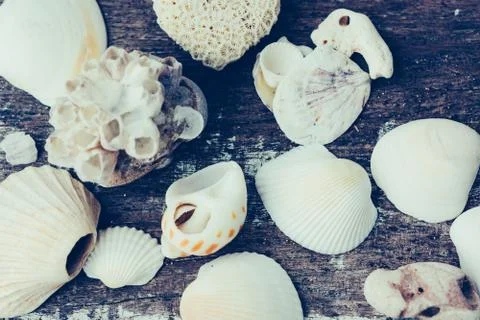 Seashells on the rustic wooden background. Summer wallpaper. Stock Photos