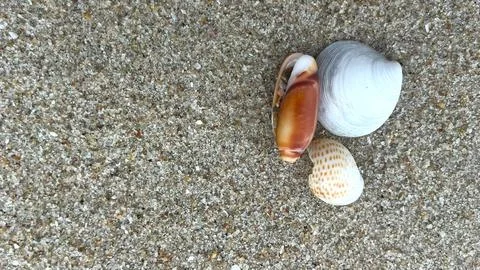 Seashells on the sand-01 (10) 스톡 사진