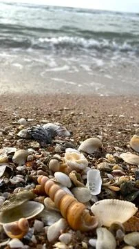 Seashells on the sand-01 (11) Stock Photos