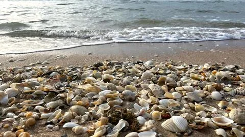Seashells on the sand-01 (12) Stock Photos