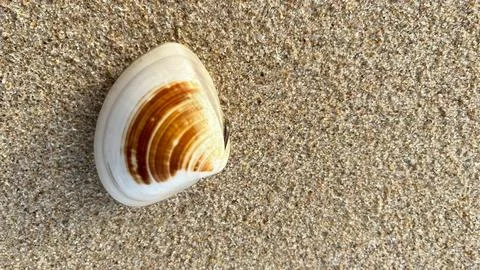 Seashells on the sand-01 (15) Stock Photos