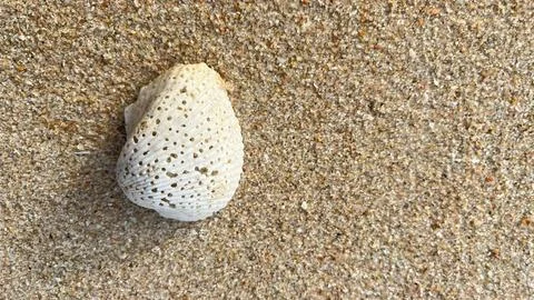 Seashells on the sand-01 (17) Stock Photos
