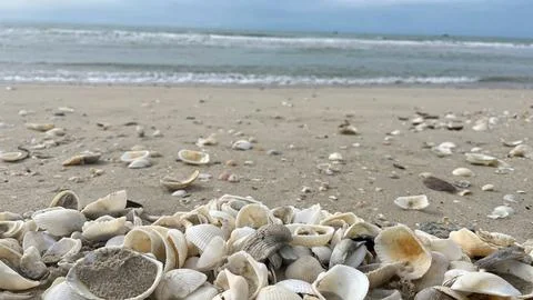 Seashells on the sand-01 (18) Stock Photos