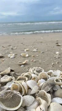 Seashells on the sand-01 (20) Stock Photos