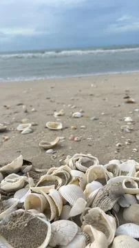 Seashells on the sand-01 (22) Stock Photos