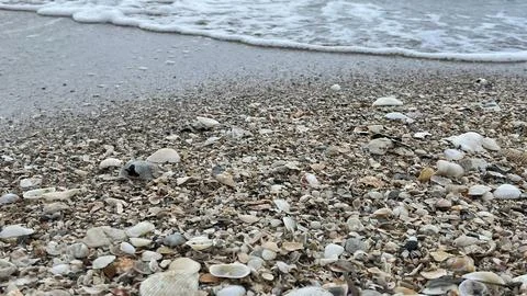 Seashells on the sand-01 (4) Foto stock