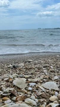 Seashells on the sand-01 (5) Stock Photos