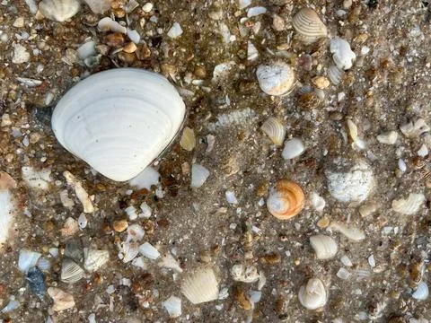 Seashells on the sand (11) Stockfoto's