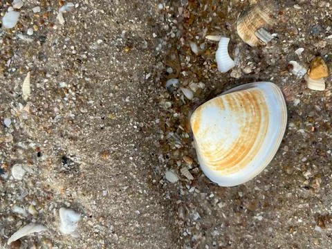 Seashells on the sand (12) Stockfoto's
