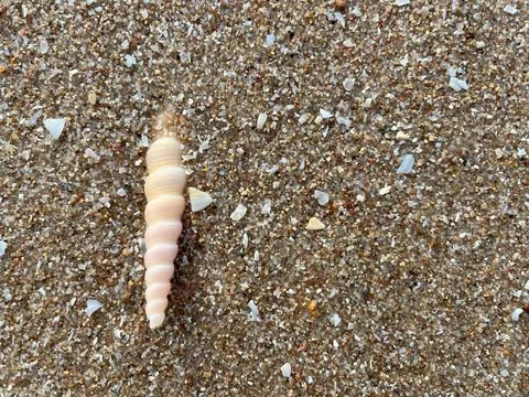 Seashells on the sand (13) Photos