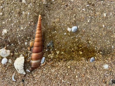 Seashells on the sand (14) 写真素材