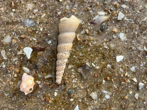Seashells on the sand (15) 库存照片