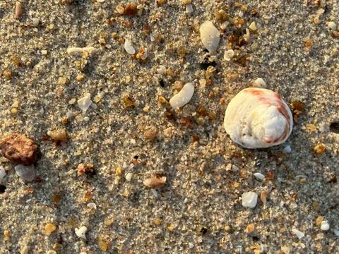 Seashells on the sand (4) 写真素材