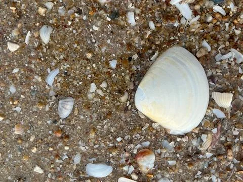 Seashells on the sand (5) Photos