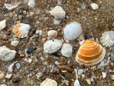 Seashells on the sand (6) 库存照片