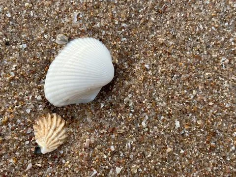 Seashells on the sand (7) Photos