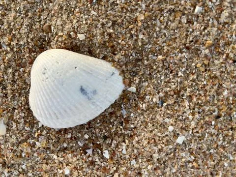 Seashells on the sand (9) Stockfoto's