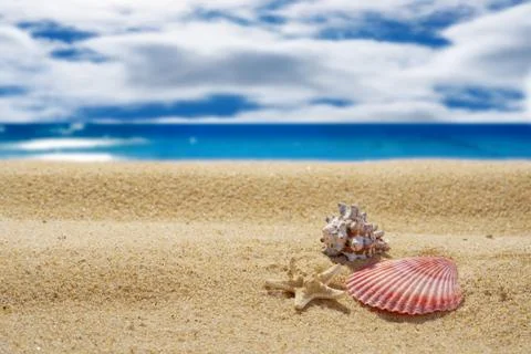 Seashells on a sand background. Blurred sky and sea background. Stock Photos