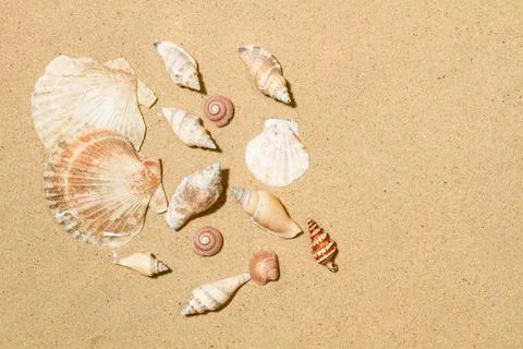 Seashells on a sand background with copy space Foto stock