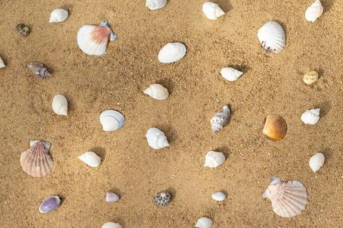 Seashells on the sand background. Pattern or texture with shells  Foto stock
