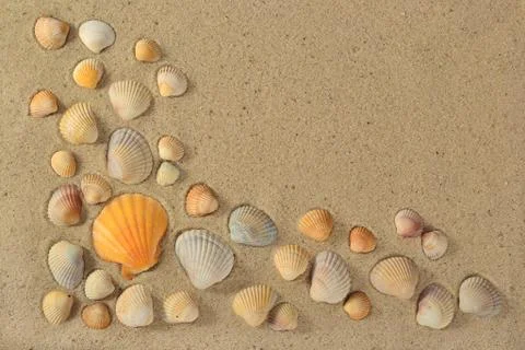 Seashells on a sand background Stock Photos