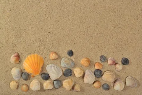 Seashells on a sand background Stock Photos