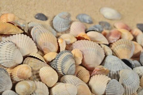 Seashells on a sand background Foto stock